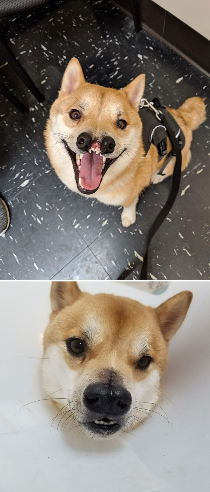 22 images de chiens sympas qui vont rendre votre journée plus agréable (nouvelles images)