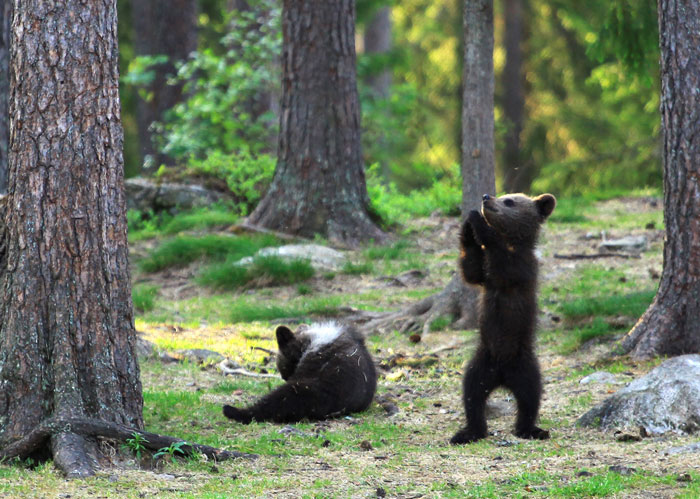 Un professeur est tombé sur des oursons « dansant » dans la forêt finlandaise et pensait qu’il rêvait