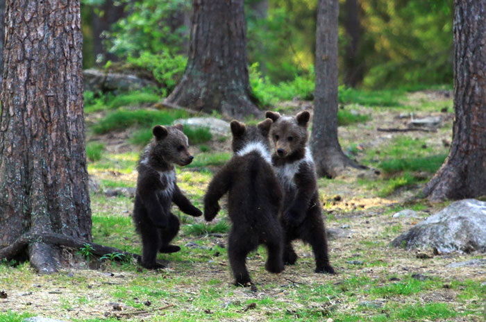 Un professeur est tombé sur des oursons « dansant » dans la forêt finlandaise et pensait qu’il rêvait