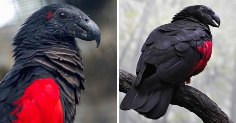 Les « perroquets Dracula » existent et sont probablement les oiseaux les plus gothiques sur Terre