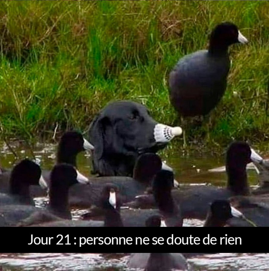 22 photos de chiens avec des commentaires hilarants (nouvelles images)