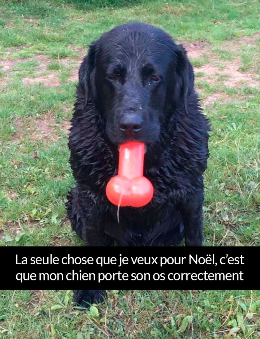 22 Photos De Chiens Avec Des Commentaires Hilarants Nouvelles Images Ipnoze 22 Photos De Chiens Avec Des Commentaires Hilarants Nouvelles Images Ipnoze