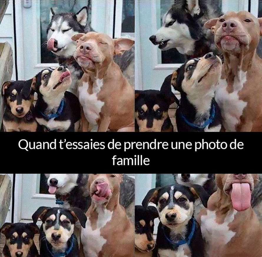 22 photos de chiens avec des commentaires hilarants (nouvelles images)