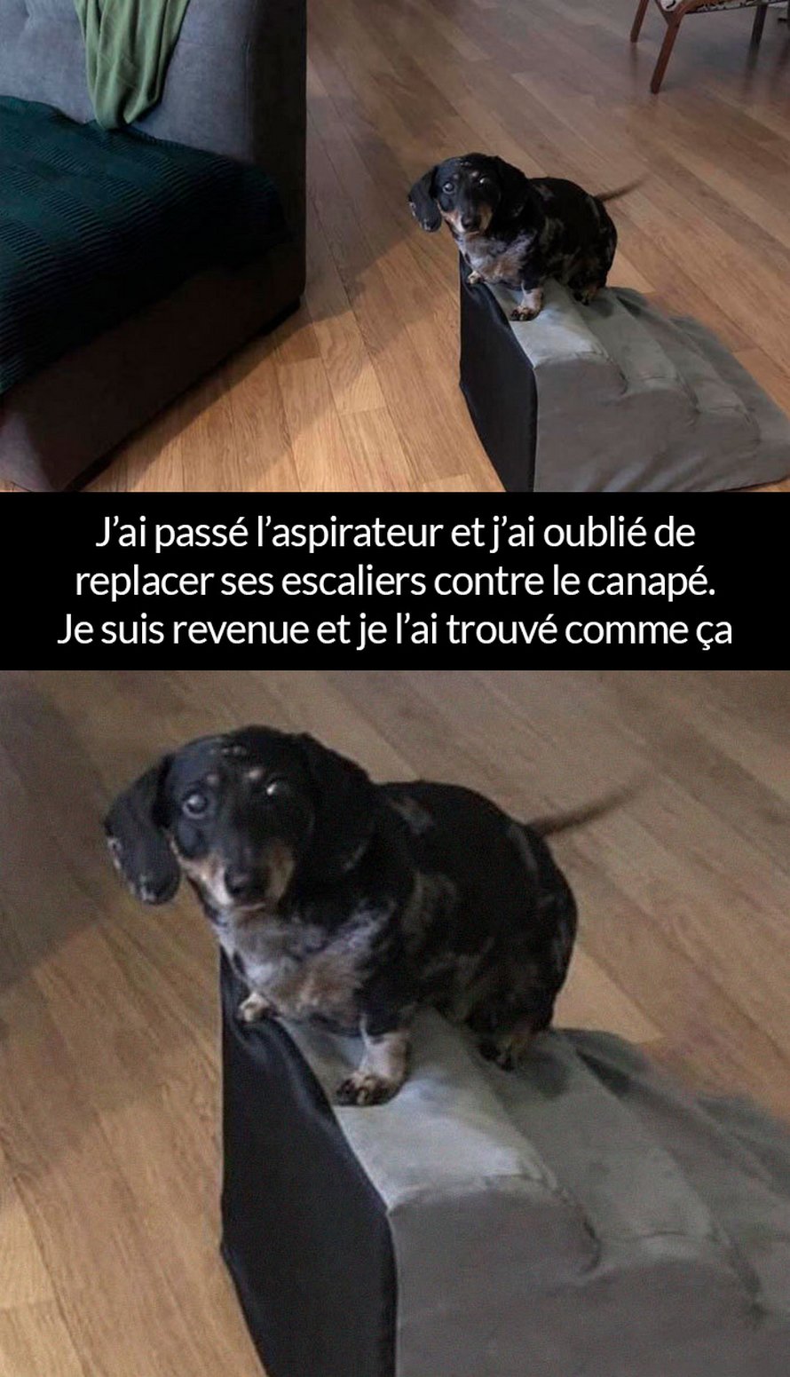 22 photos de chiens avec des commentaires hilarants (nouvelles images