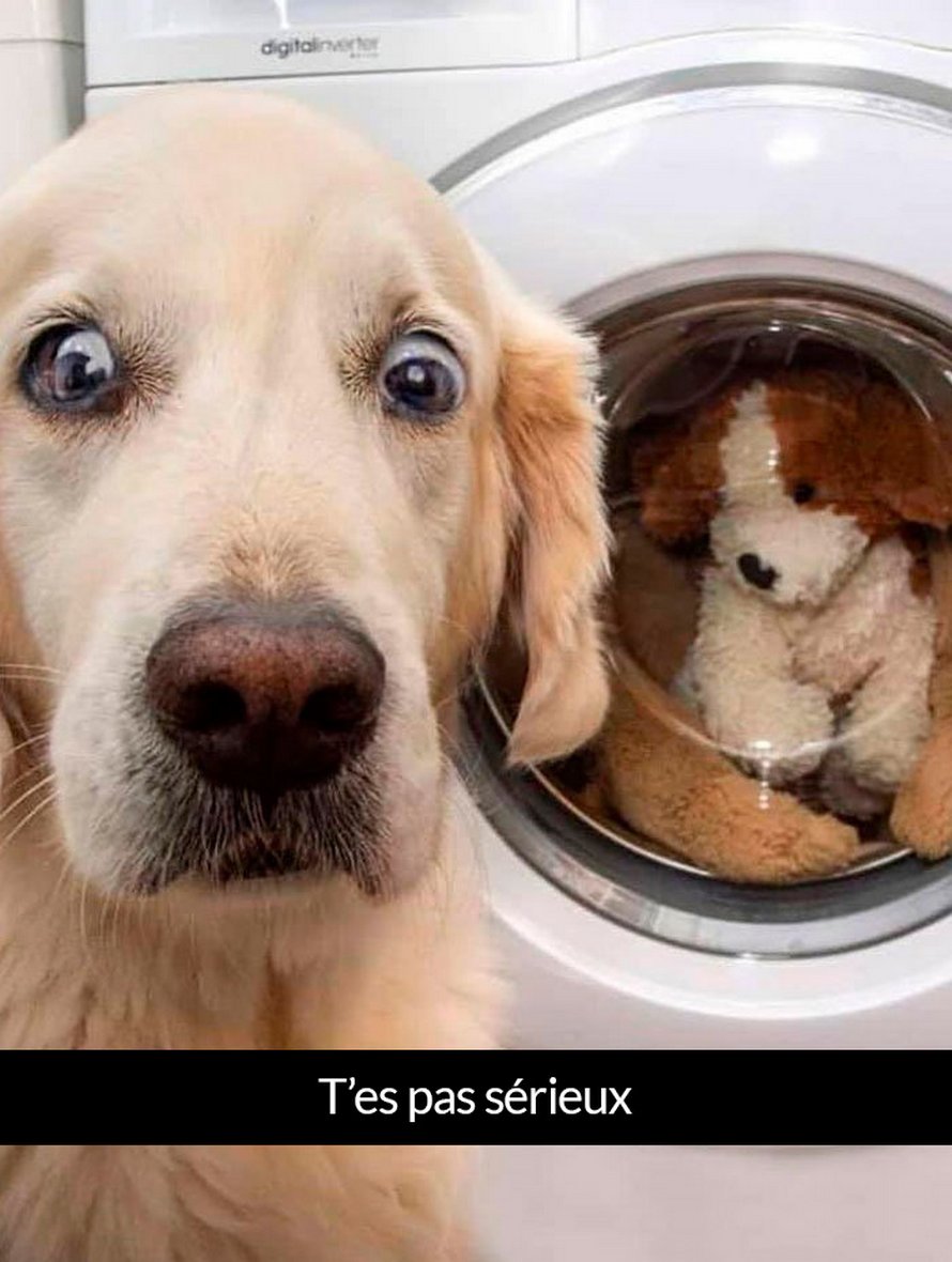 22 photos de chiens avec des commentaires hilarants (nouvelles images)