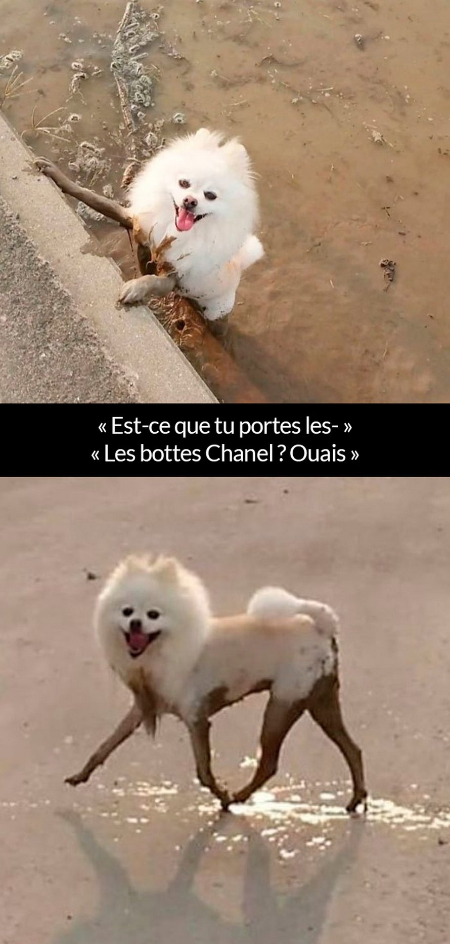 22 Photos De Chiens Avec Des Commentaires Hilarants Nouvelles Images Ipnoze