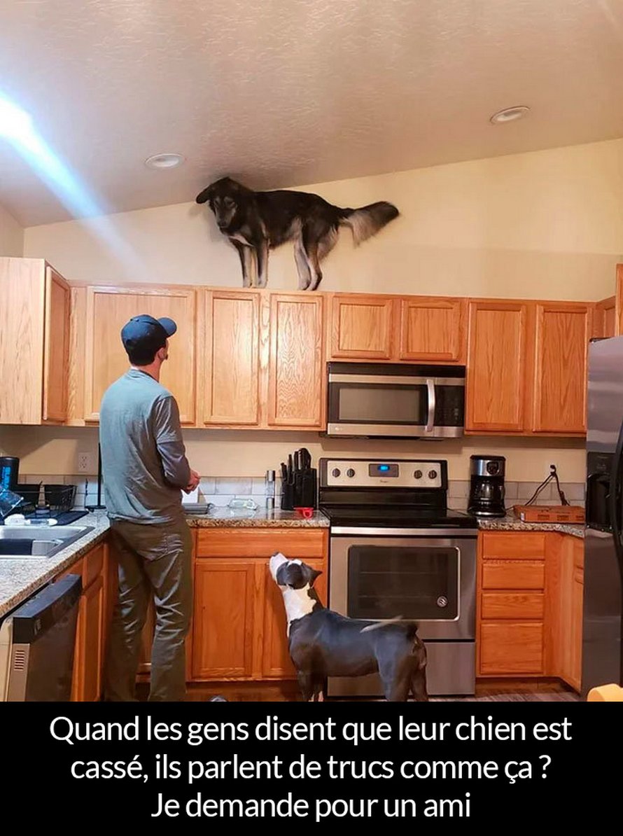 22 photos de chiens avec des commentaires hilarants (nouvelles images)