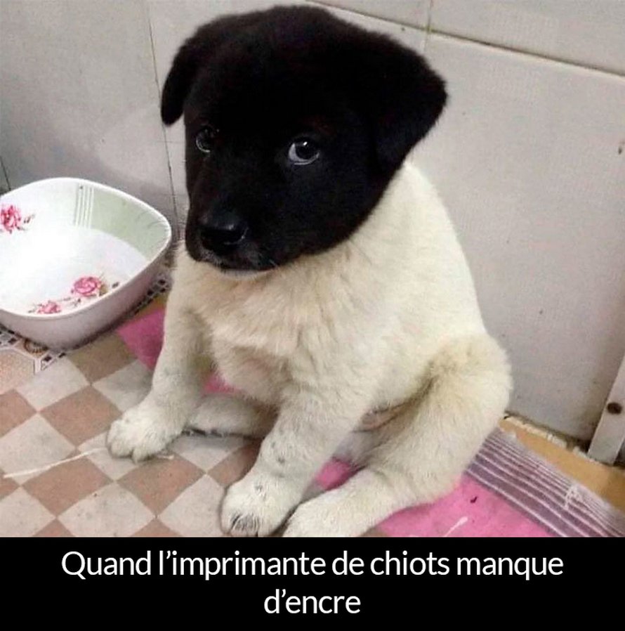 22 photos de chiens avec des commentaires hilarants (nouvelles images)