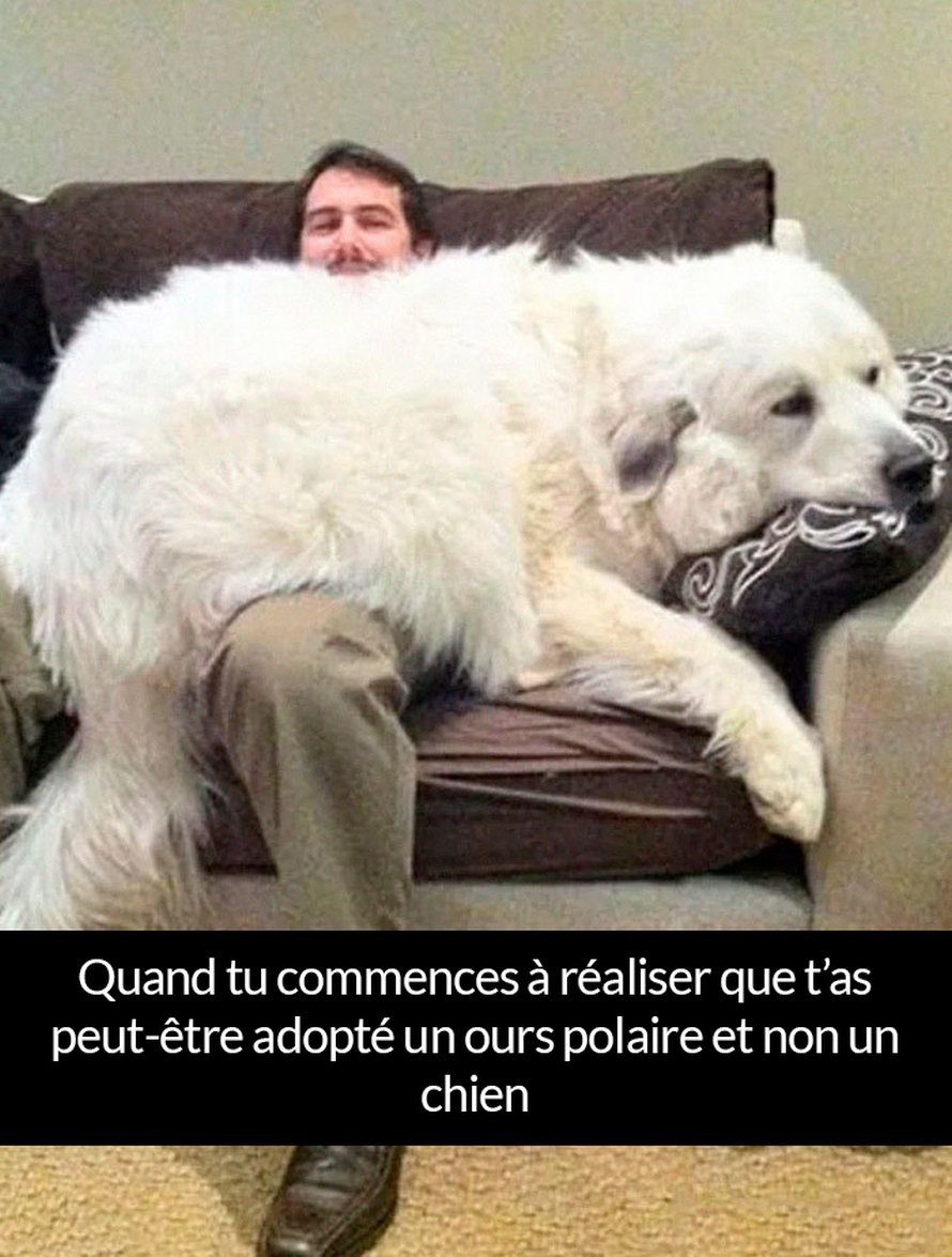 22 photos de chiens avec des commentaires hilarants (nouvelles images)