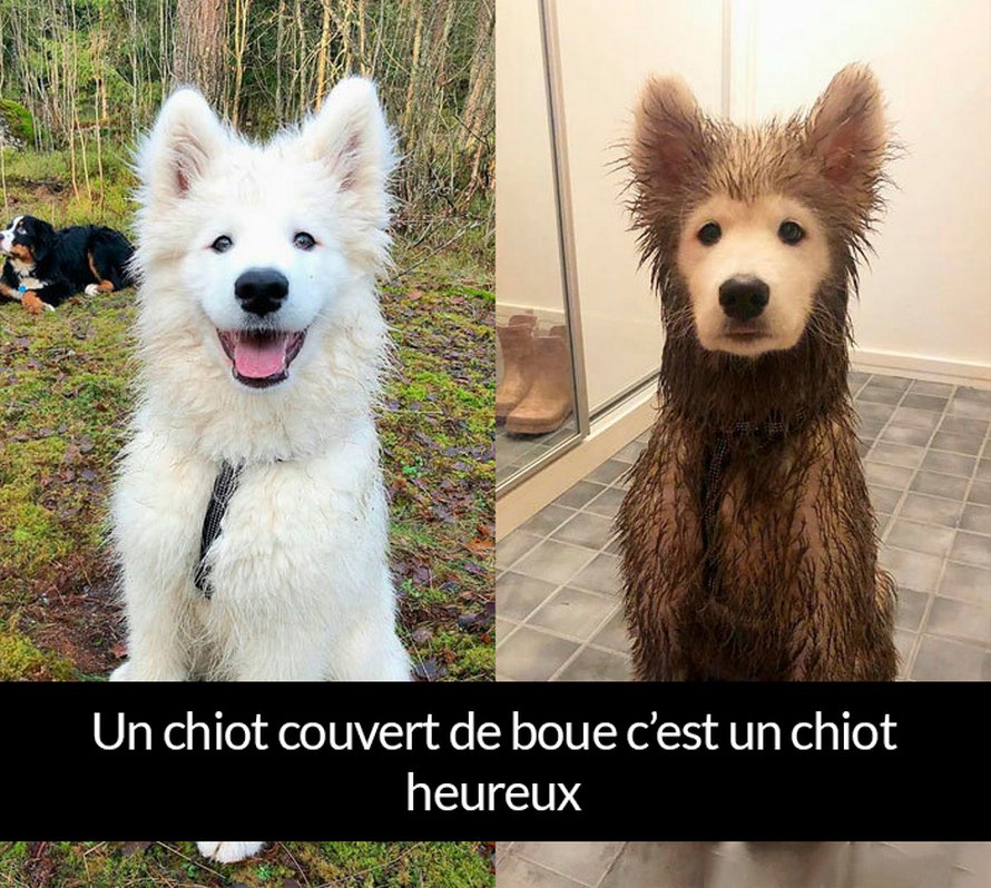 22 photos de chiens avec des commentaires hilarants (nouvelles images)