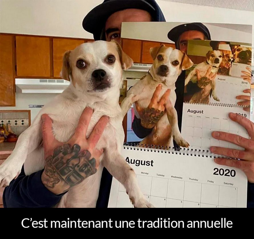 22 photos de chiens avec des commentaires hilarants (nouvelles images)