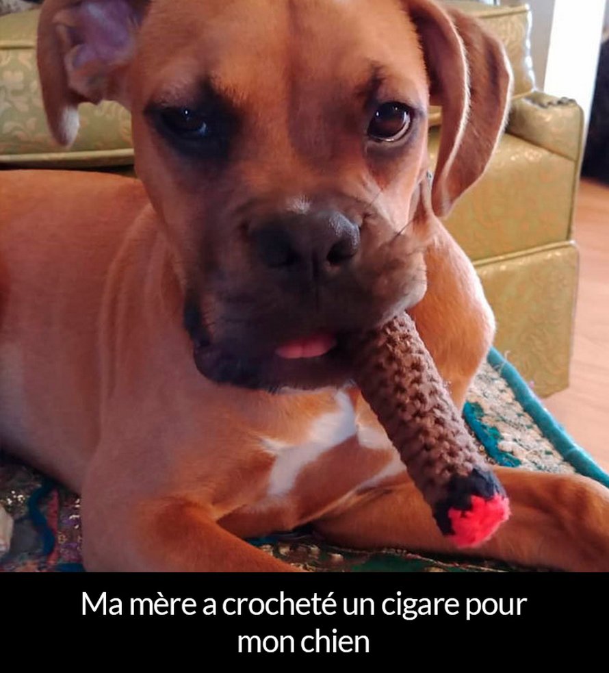 22 photos de chiens avec des commentaires hilarants (nouvelles images)