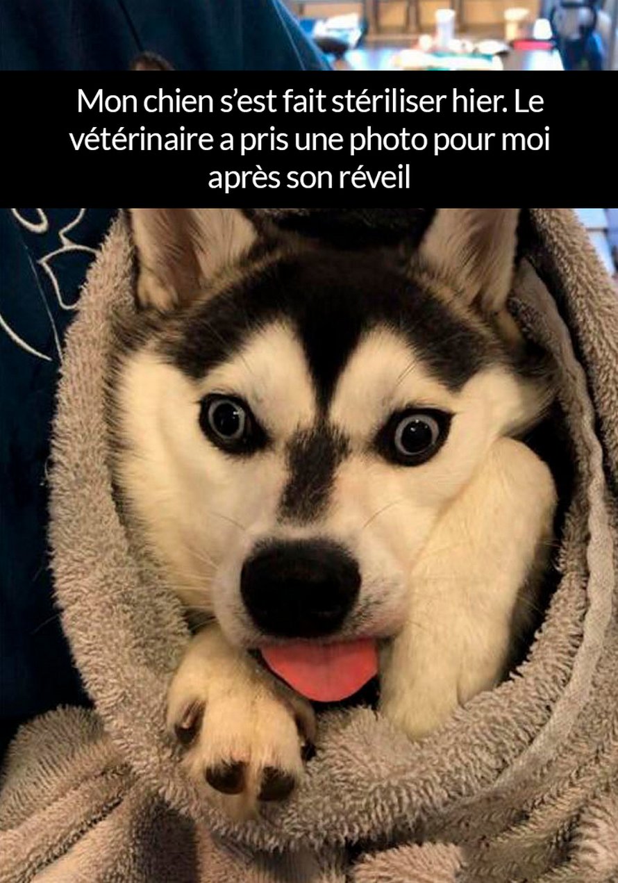 22 photos de chiens avec des commentaires hilarants (nouvelles images)