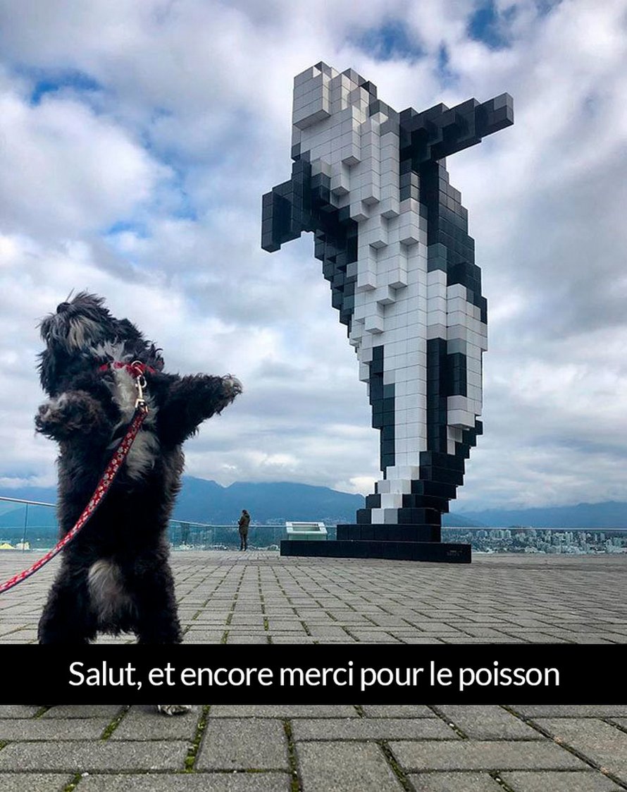 22 photos de chiens avec des commentaires hilarants (nouvelles images)