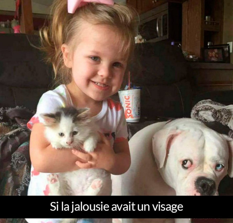 22 photos de chiens avec des commentaires hilarants (nouvelles images)