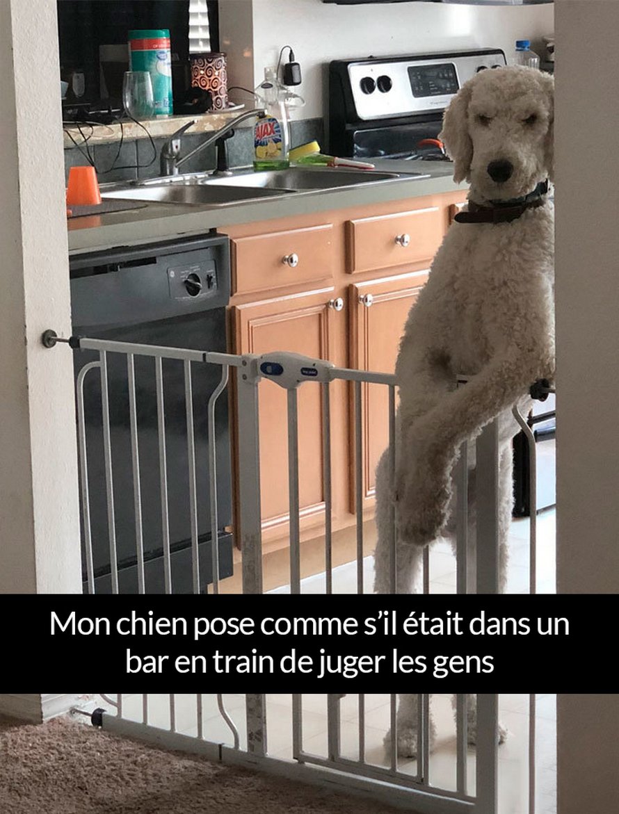 22 photos de chiens avec des commentaires hilarants (nouvelles images)