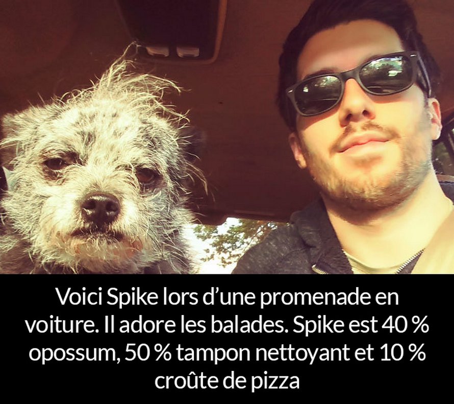 22 photos de chiens avec des commentaires hilarants (nouvelles images)
