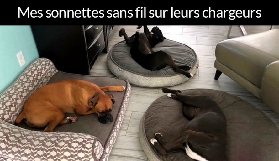 22 photos de chiens avec des commentaires hilarants (nouvelles images)