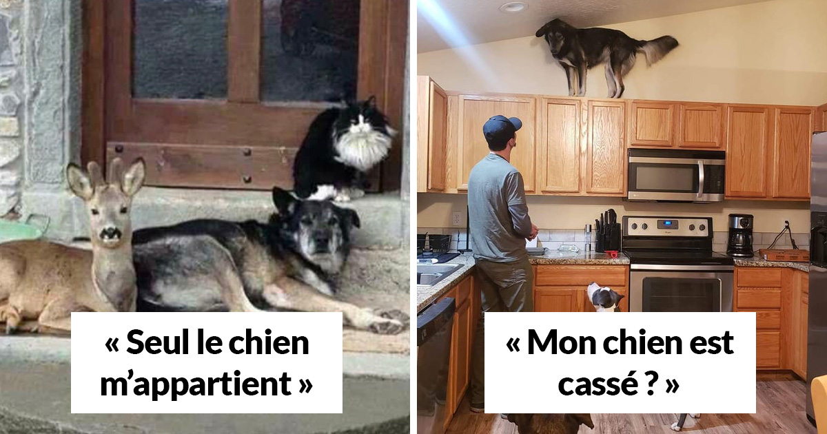 22 photos de chiens avec des commentaires hilarants (nouvelles images)