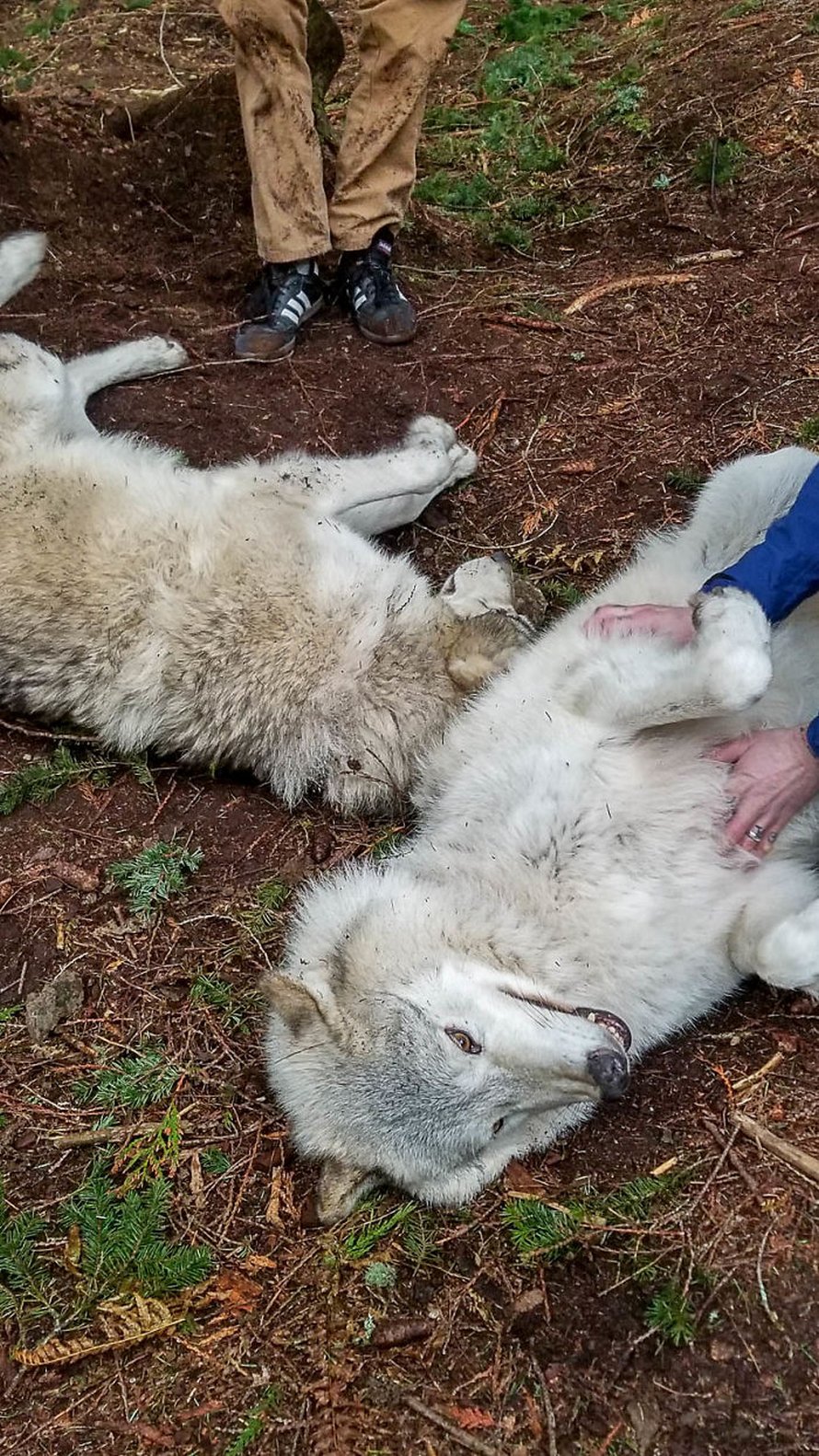 https://www.ipnoze.com/wordpress/wp-content/uploads/2020/02/sanctuaire-loups-predators-of-the-heart-08.jpg