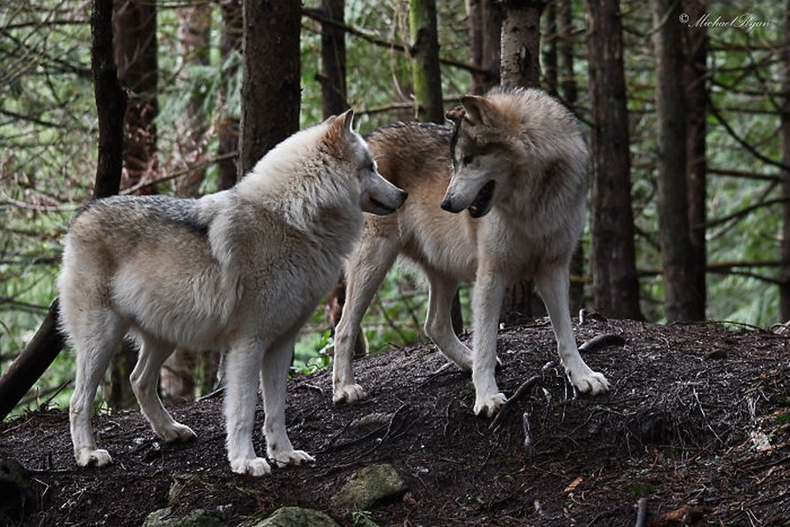 https://www.ipnoze.com/wordpress/wp-content/uploads/2020/02/sanctuaire-loups-predators-of-the-heart-09.jpg