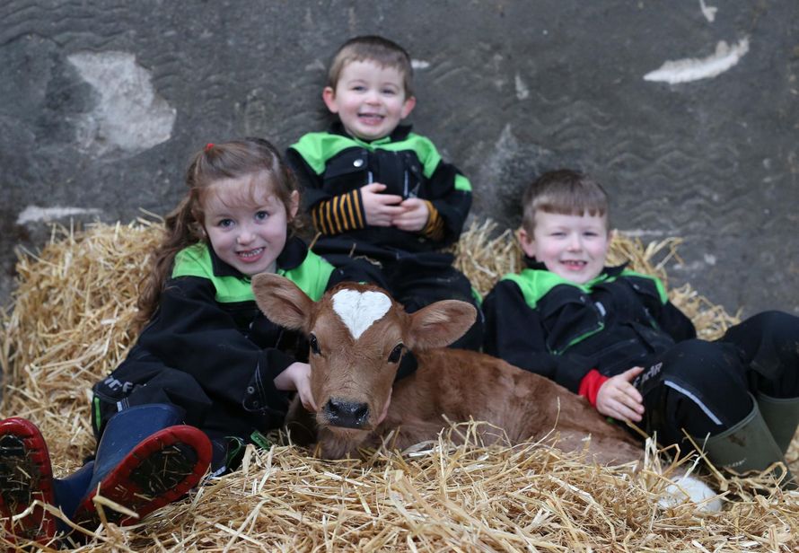 Topic des bonnes nouvelles - Page 20 Vache-coeur-sur-tete-nee-saint-valentin-001