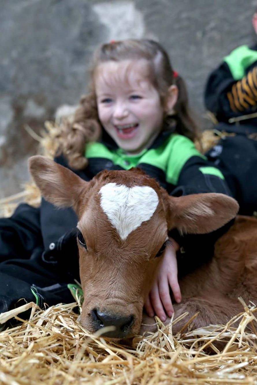 Topic des bonnes nouvelles - Page 20 Vache-coeur-sur-tete-nee-saint-valentin-002