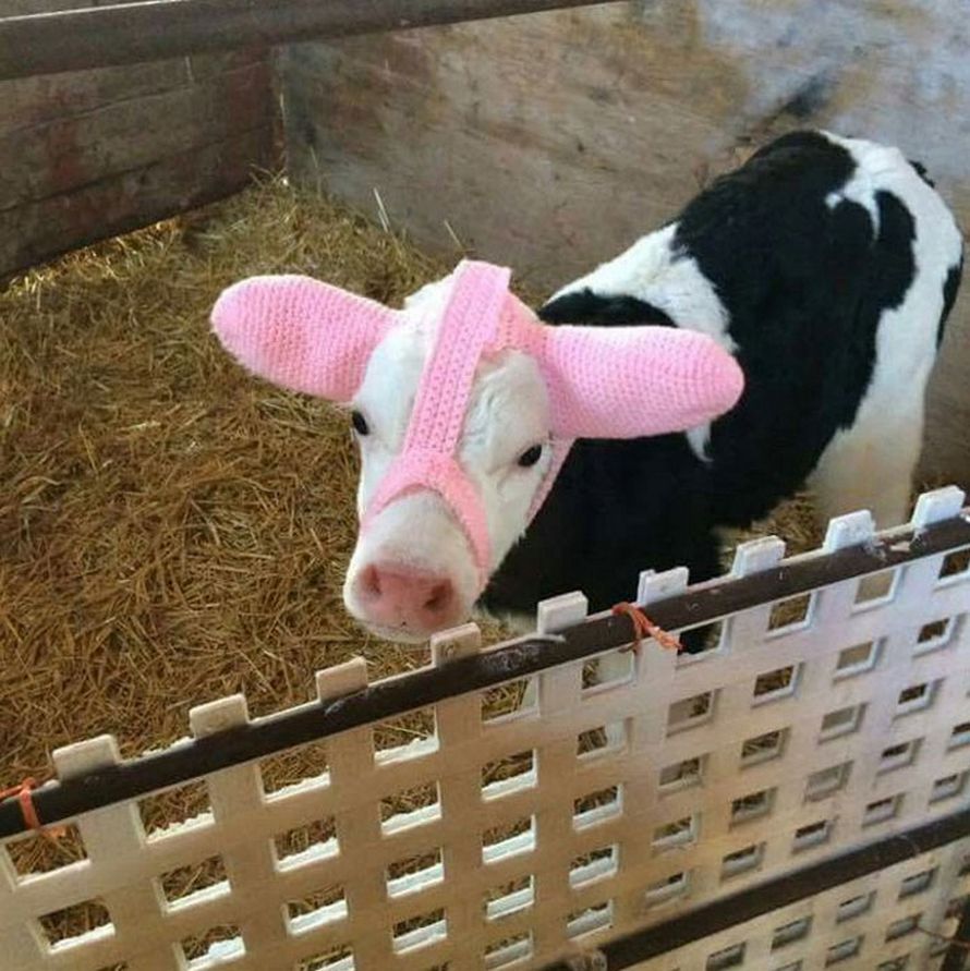Topic des bonnes nouvelles - Page 20 Vache-coeur-sur-tete-nee-saint-valentin-004