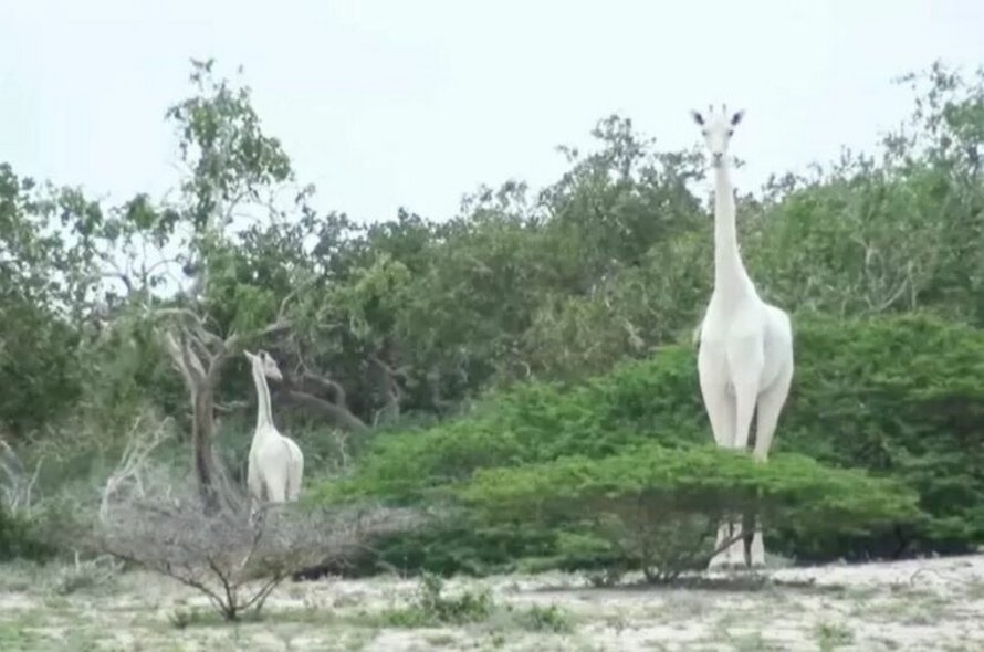 Des braconniers ont tué la seule girafe blanche femelle au monde et son petit au Kenya