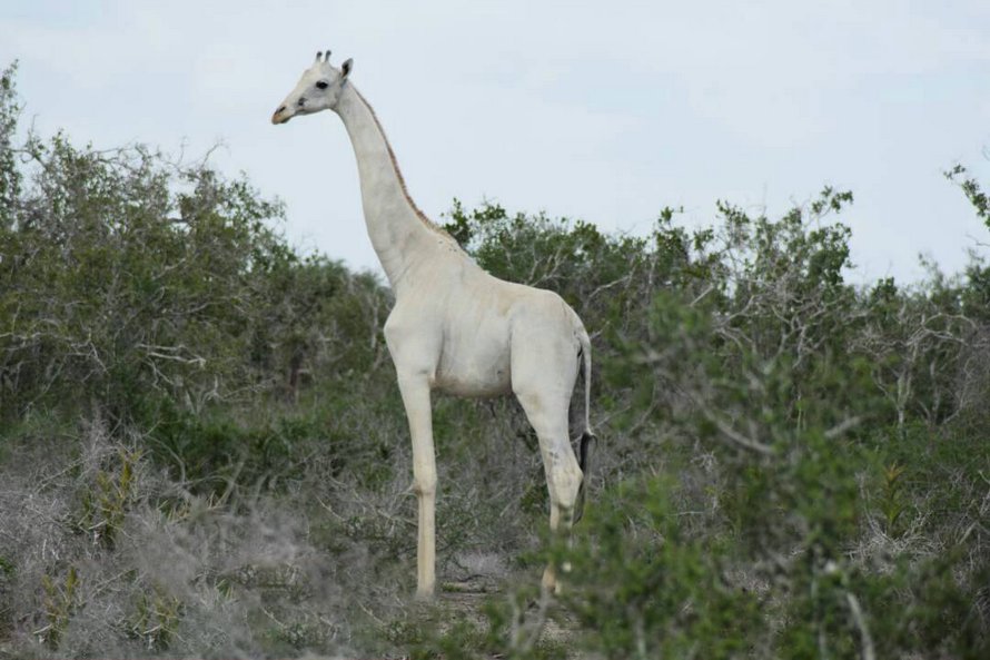 Des braconniers ont tué la seule girafe blanche femelle au monde et son petit au Kenya