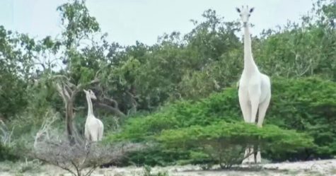 Des braconniers ont tué la seule girafe blanche femelle au monde et son petit au Kenya