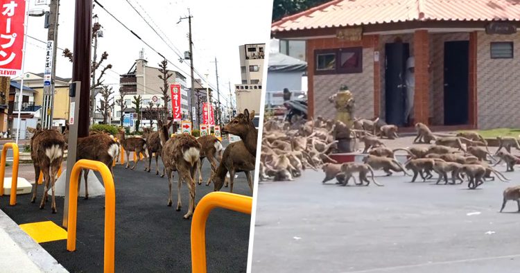 Les animaux envahissent les villes alors que les gens sont confinés à ...