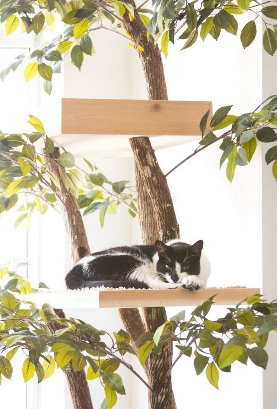 Il Existe Des Arbres A Chat Qui Ressemblent A De Vrais Arbres Et Ils Sont Magnifiques Ipnoze Il Existe Des Arbres A Chat Qui Ressemblent A De Vrais Arbres Et Ils Sont Magnifiques Ipnoze