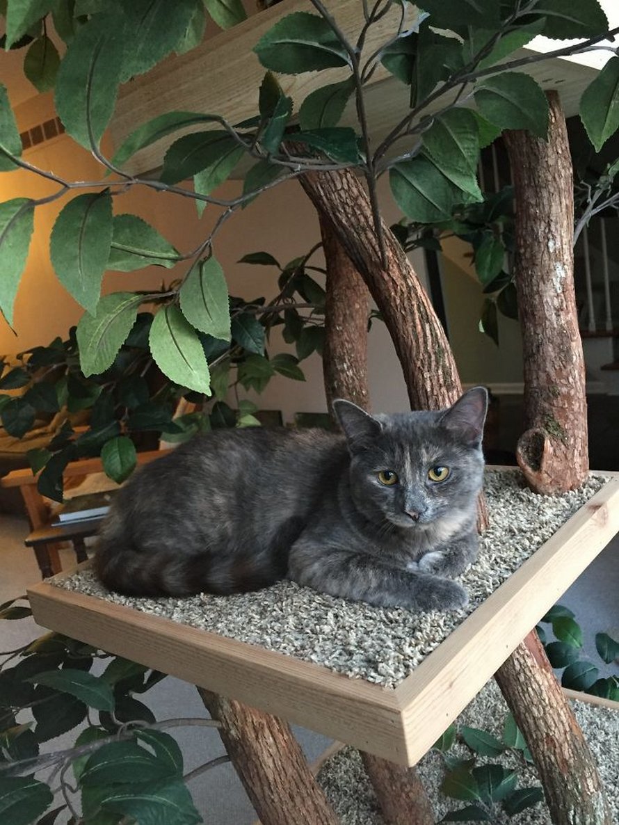 Il Existe Des Arbres A Chat Qui Ressemblent A De Vrais Arbres Et Ils Sont Magnifiques Ipnoze