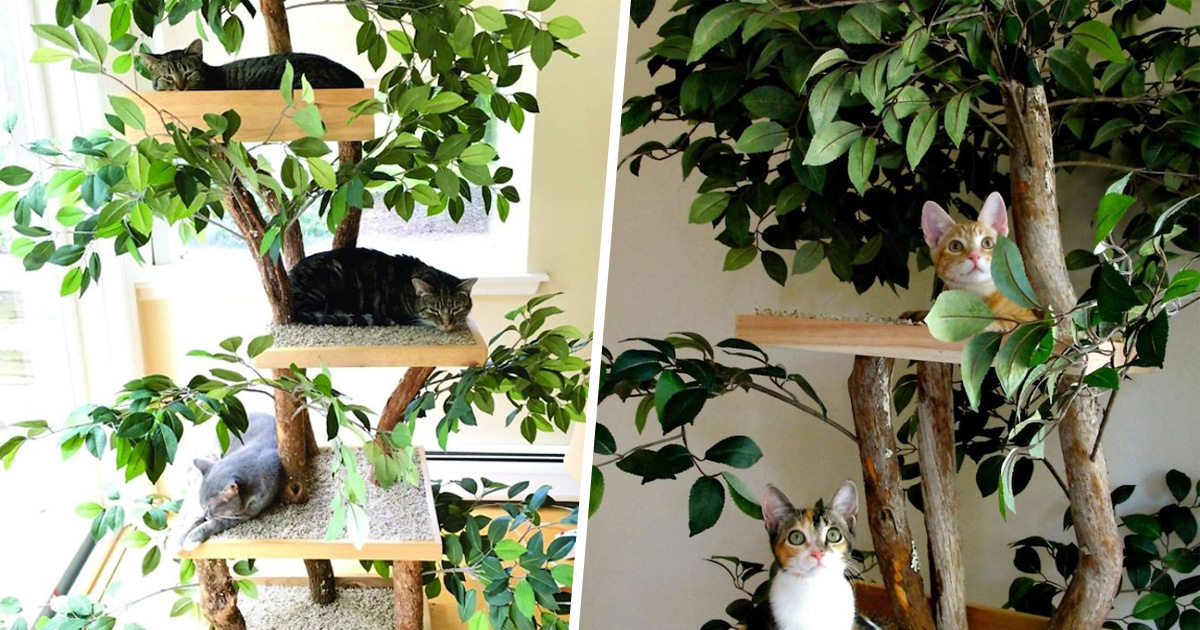 Il Existe Des Arbres A Chat Qui Ressemblent A De Vrais Arbres Et Ils Sont Magnifiques Ipnoze Il Existe Des Arbres A Chat Qui Ressemblent A De Vrais Arbres Et Ils Sont Magnifiques Ipnoze
