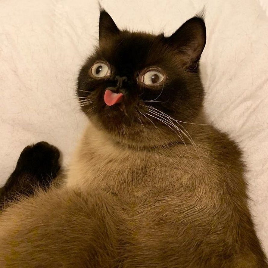 Ce chat est le roi des grimaces et il a envahi Internet