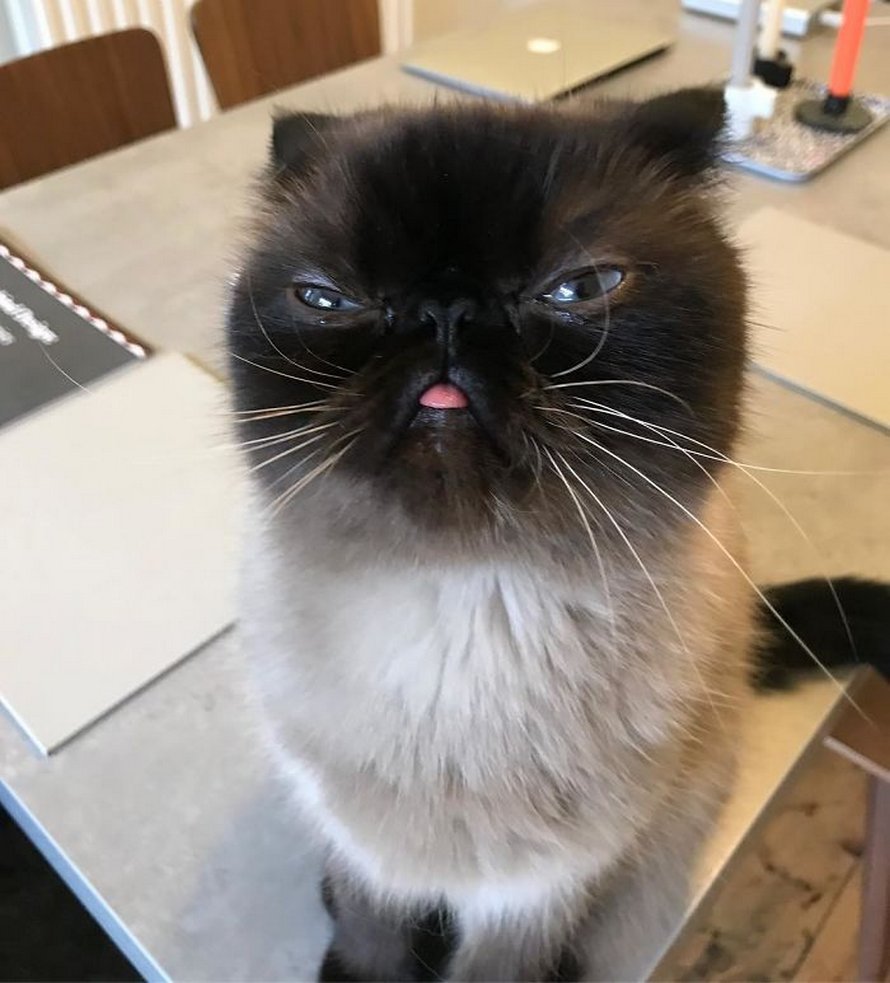 Ce chat est le roi des grimaces et il a envahi Internet