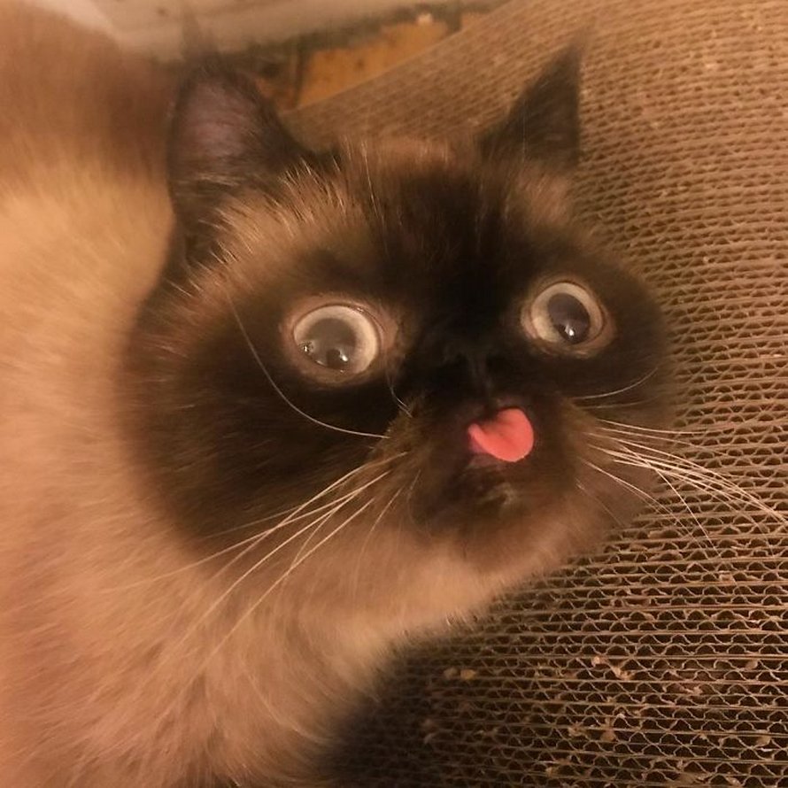Ce chat est le roi des grimaces et il a envahi Internet