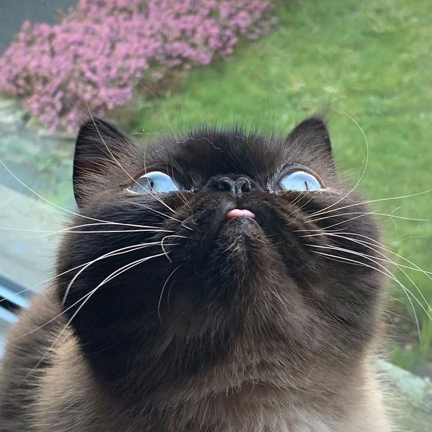 Ce chat est le roi des grimaces et il a envahi Internet