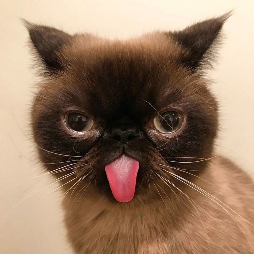 Ce chat est le roi des grimaces et il a envahi Internet