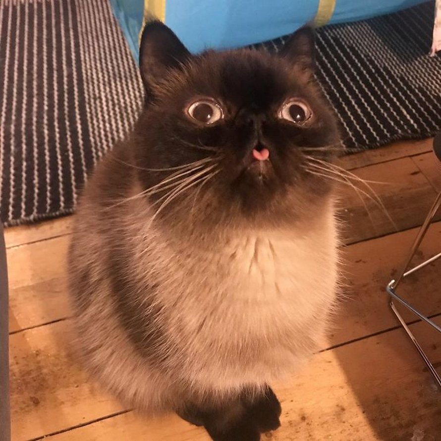 Ce chat est le roi des grimaces et il a envahi Internet