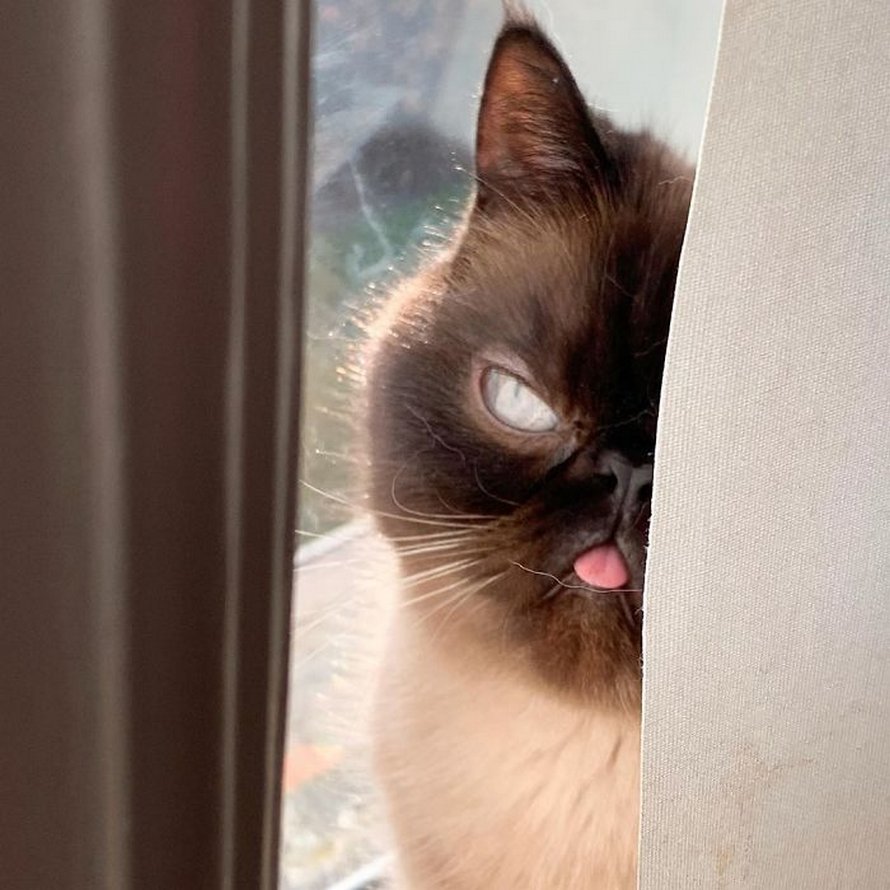 Ce chat est le roi des grimaces et il a envahi Internet