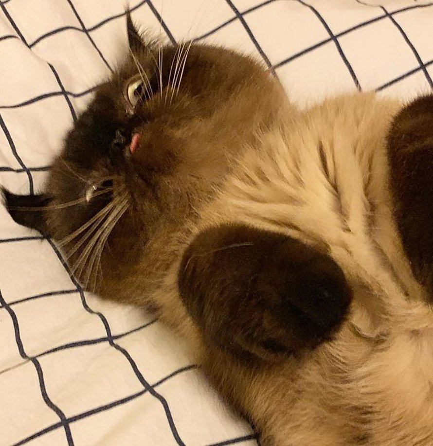 Ce chat est le roi des grimaces et il a envahi Internet