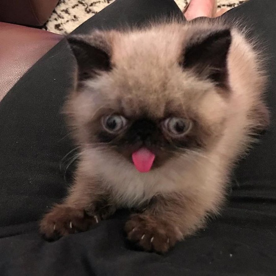 Ce chat est le roi des grimaces et il a envahi Internet