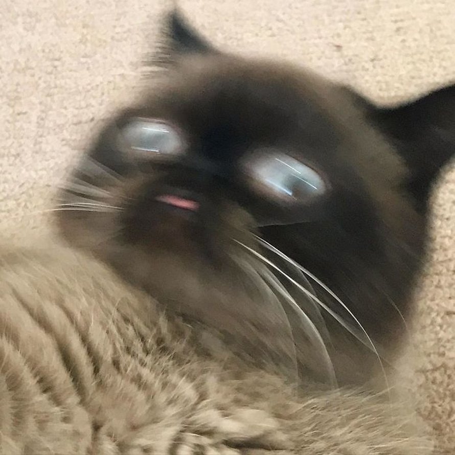 Ce chat est le roi des grimaces et il a envahi Internet
