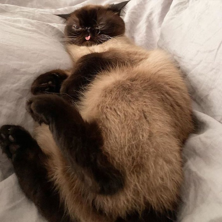 Ce chat est le roi des grimaces et il a envahi Internet