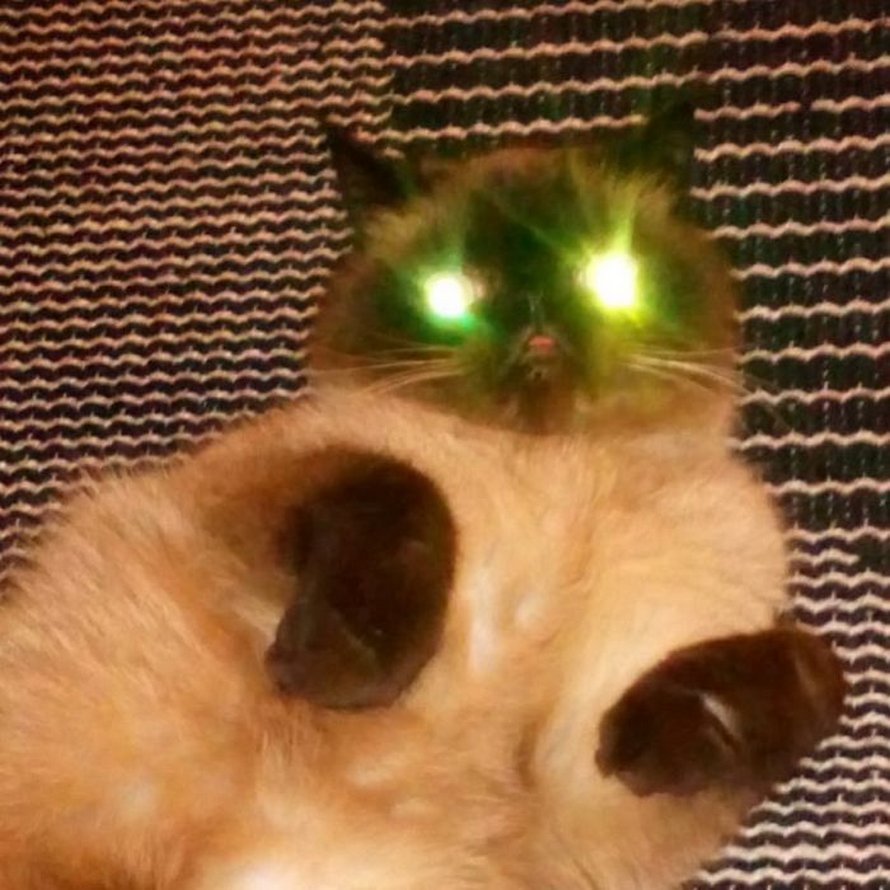 Ce chat est le roi des grimaces et il a envahi Internet