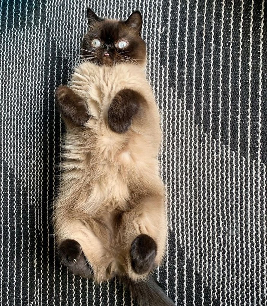 Ce chat est le roi des grimaces et il a envahi Internet
