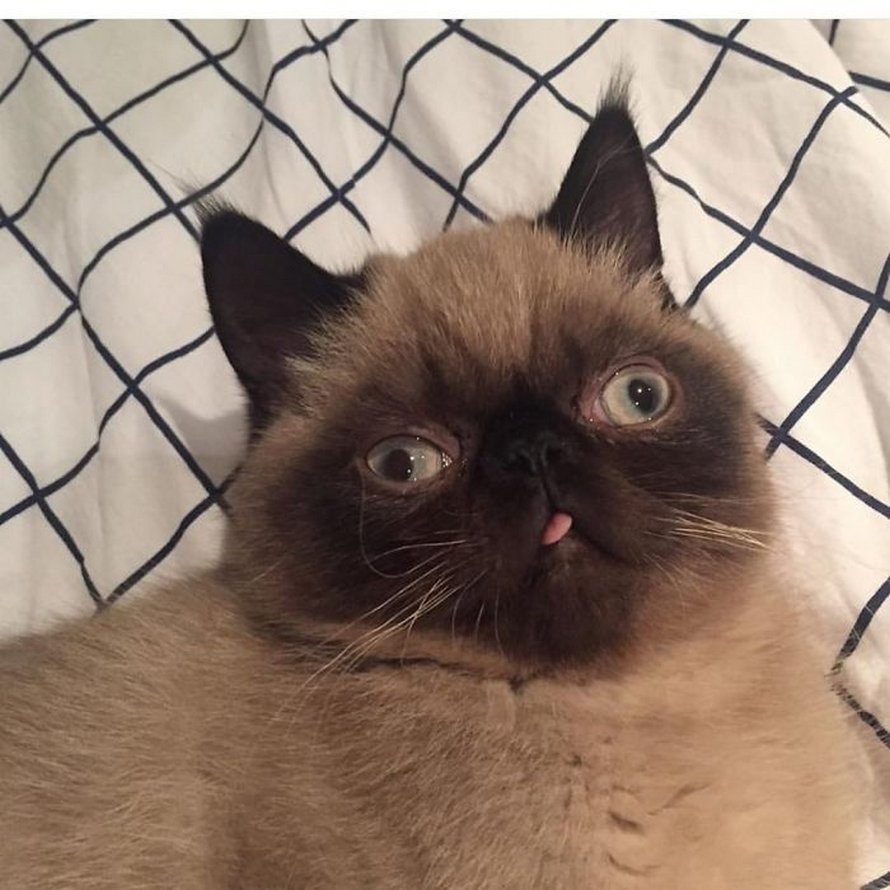 Ce chat est le roi des grimaces et il a envahi Internet