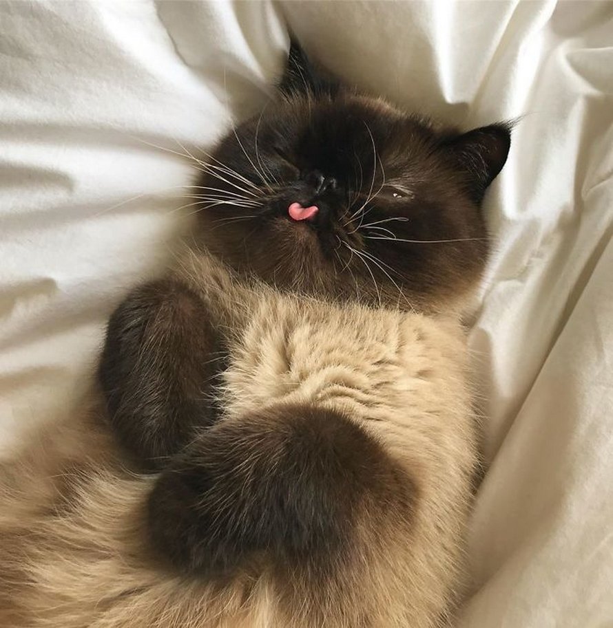Ce chat est le roi des grimaces et il a envahi Internet